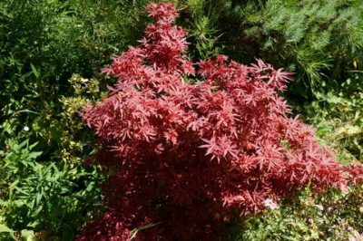 Au coeur du jardin. Cliché : propriétaire.