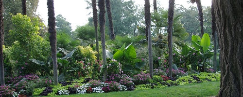 Massif des chamaerops ©  Ville de Bordeaux