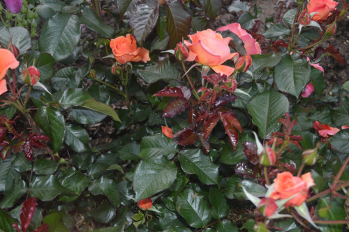 Au coeur du jardin © Christian Méjeard