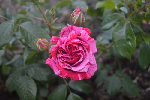 Au coeur du jardin © Christian Méjeard