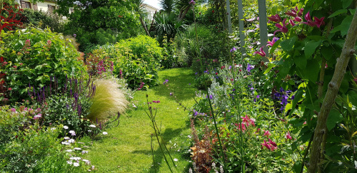 Clématite Lady Diana et compagnie © Jardin l'Ouchette des Groies