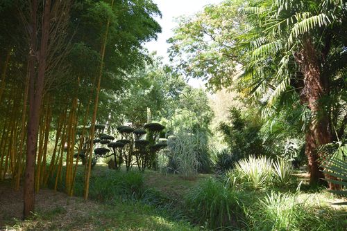 Jardin Les Bambous de Planbuisson © CAUE 24 - Valérie Dupis