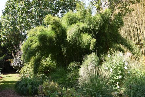 Jardin Les Bambous de Planbuisson © CAUE 24 - Valérie Dupis  