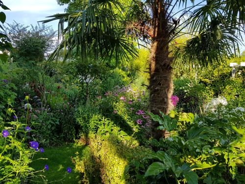 Sous le palmier © Jardin Ouchette Des Groies