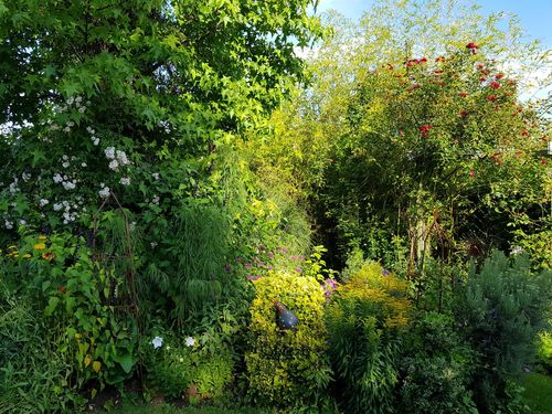 Fifi dans le Liquidambar © Jardin Ouchette Des Groies