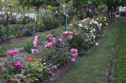 Le jardin des roses, côté jardin © Christian Méjeard