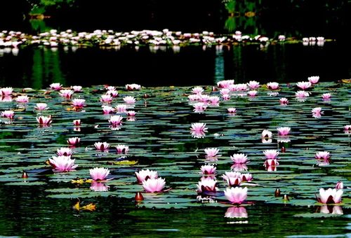 Les nénuphars ©ARNOULS