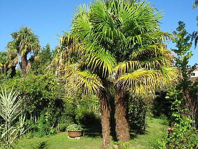 Au coeur du jardin. Cliché : DRAC / CID - SB.