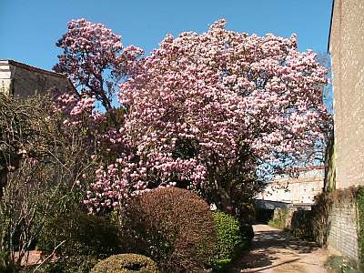 Parc de la Société d'horticulture des Deux-Sèvres © Propriétaire.